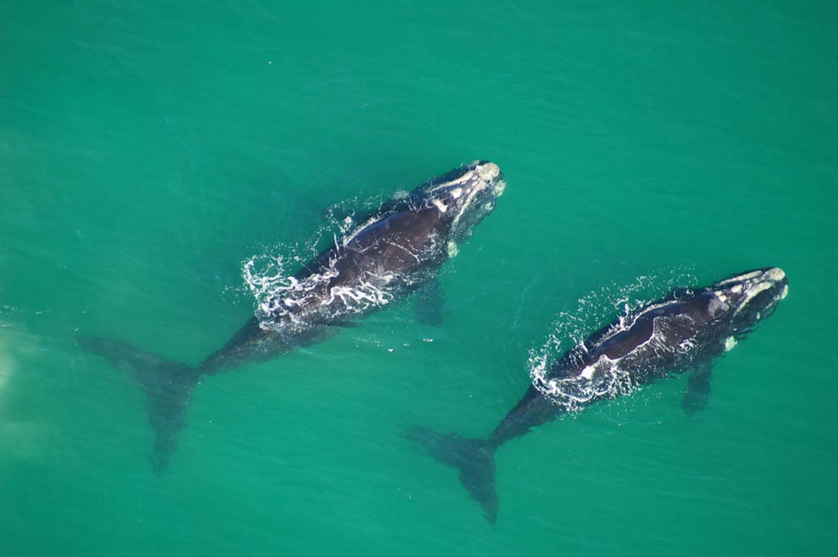 Southern Right Whales - Walker Bay | Whales in South Africa